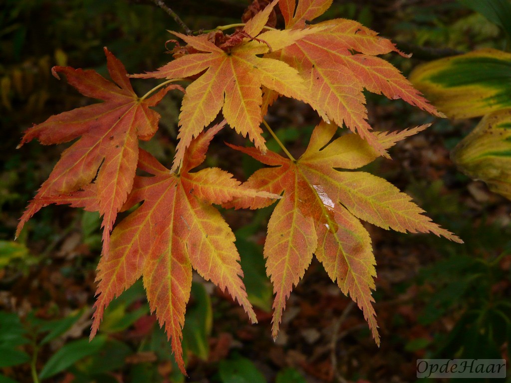 Acer palmatum Yugure 
